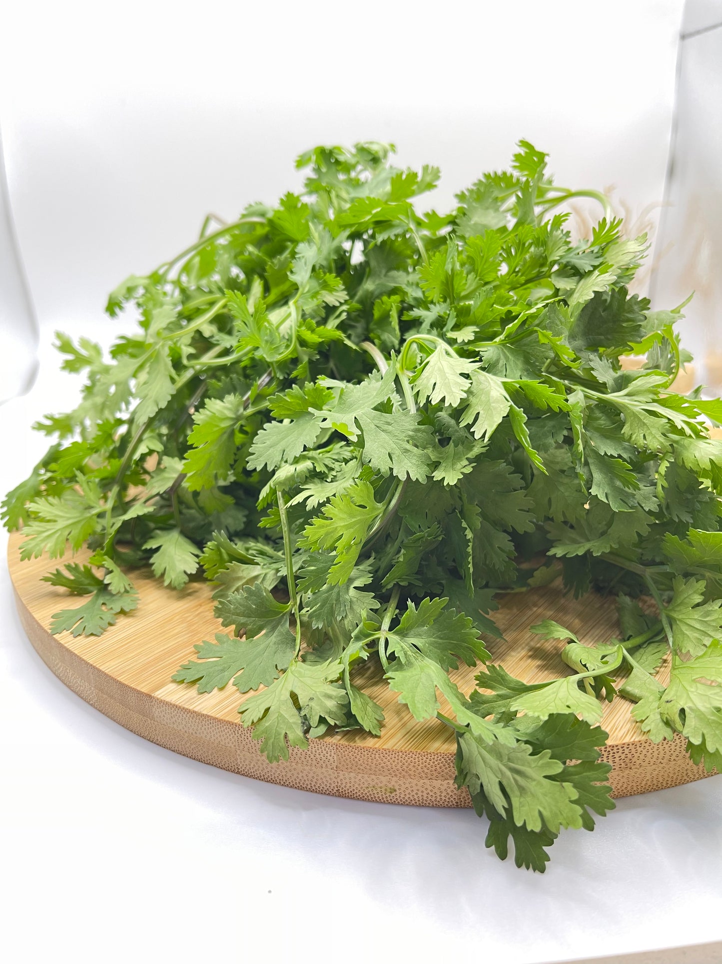 Cilantro