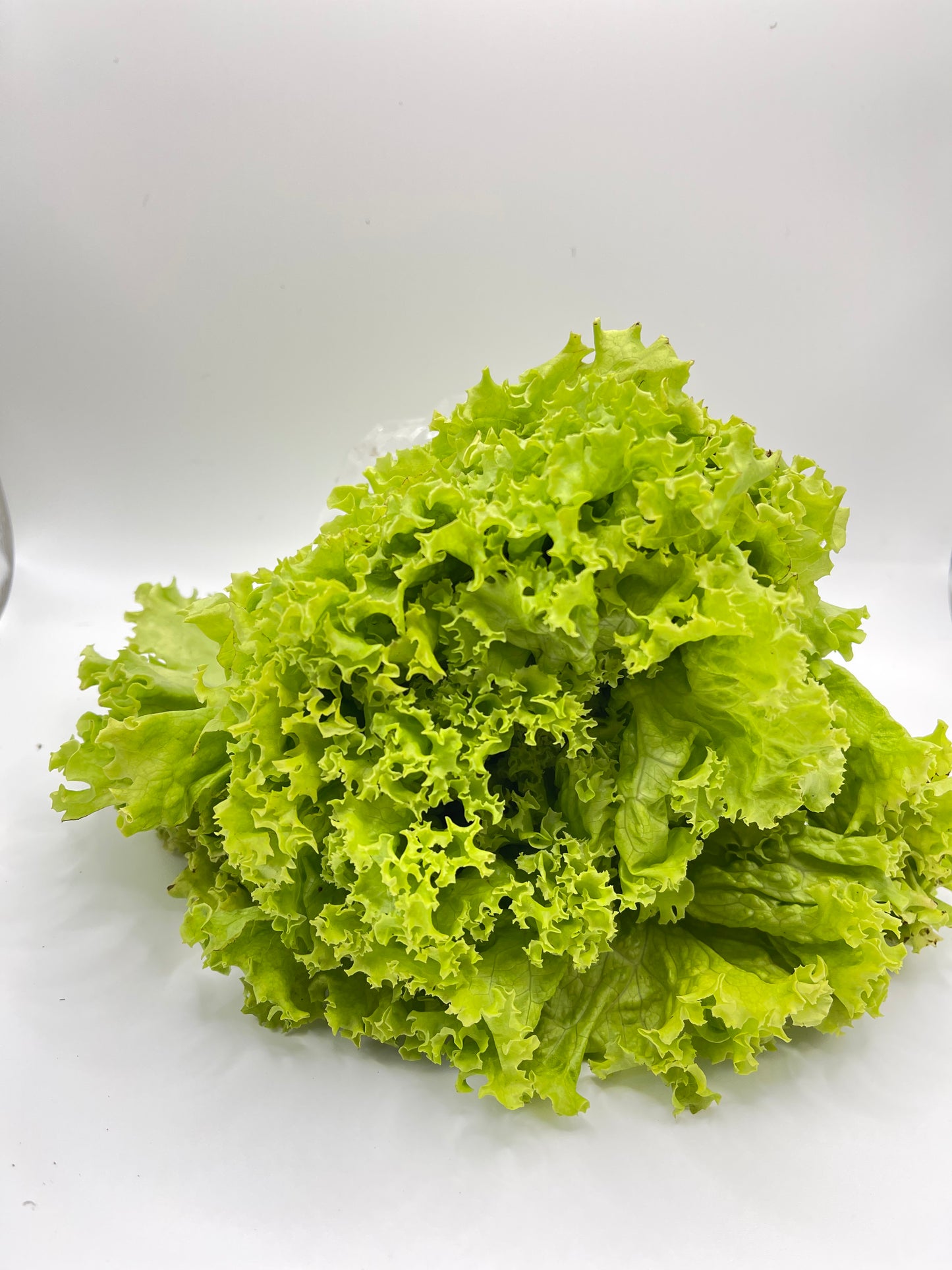 Lechuga crespa